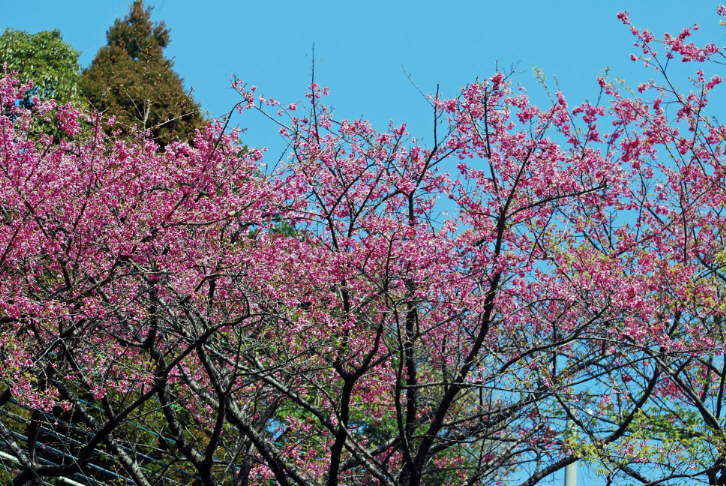内之浦ロケット桜（ヒカンザクラ・カンザクラ）
