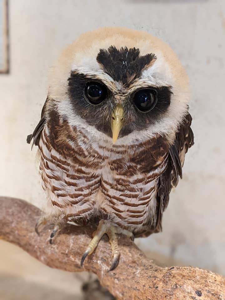 少し成長した？アカオビメガネフクロウ☆アポロとカラフトフクロウ☆も