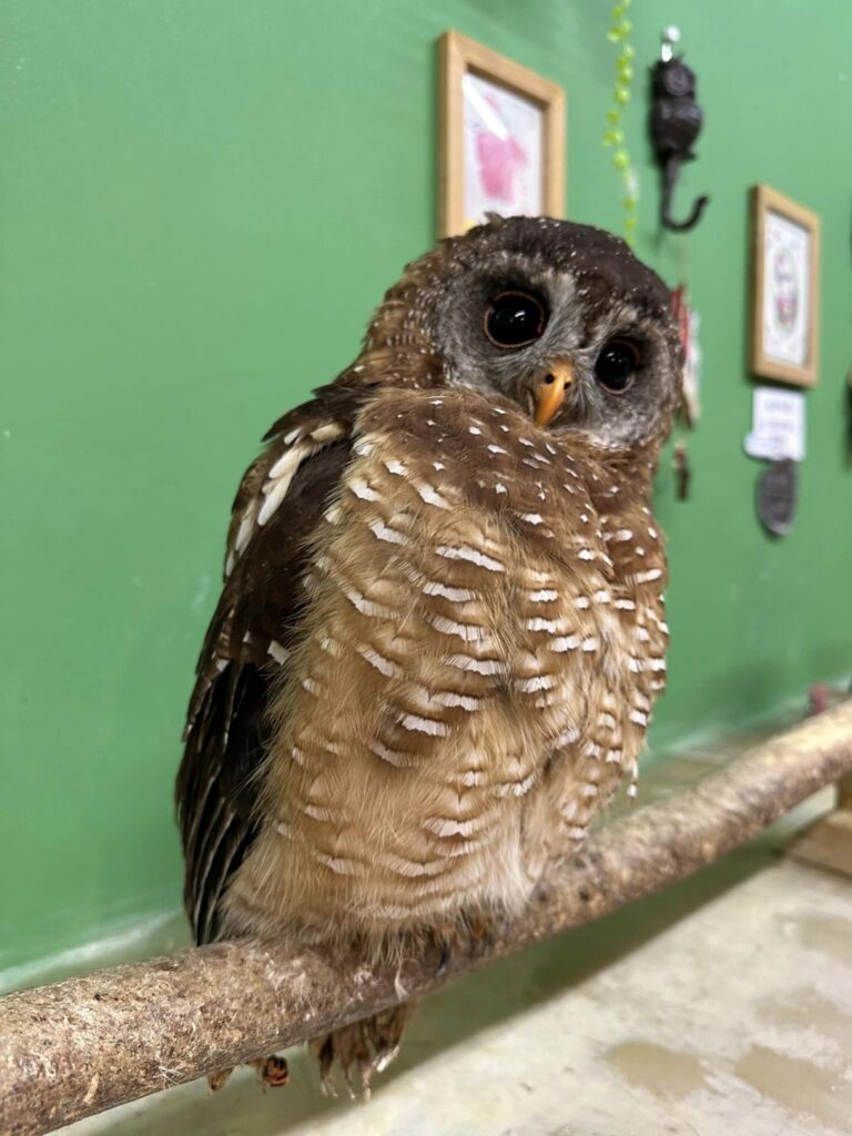 販売中のフクロウ紹介☆小型フクロウ・小型ハヤブサ編 | 広島初の