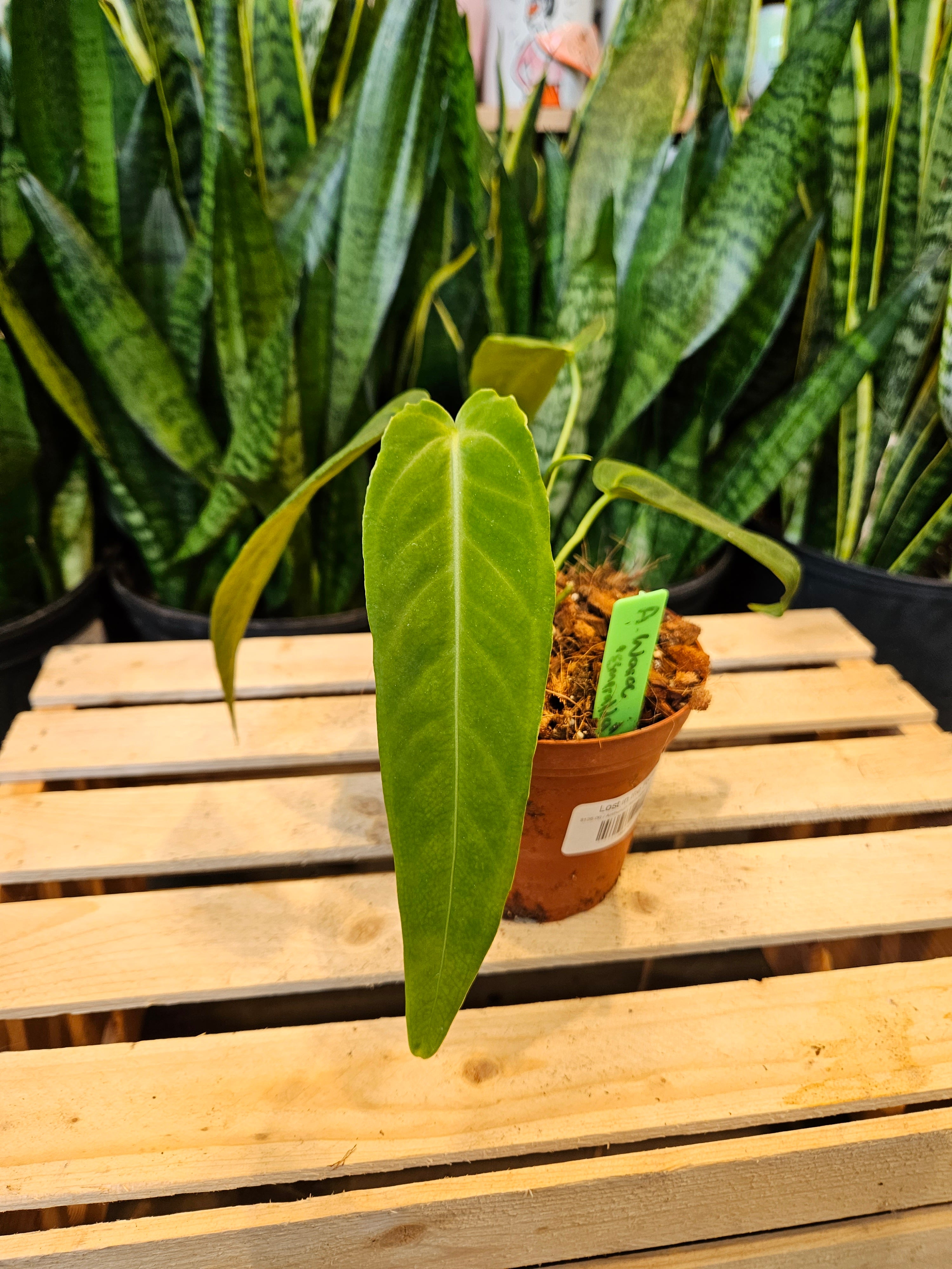 Anthurium Warocqueanum 'Esmeralda' – Lost in the Forrest