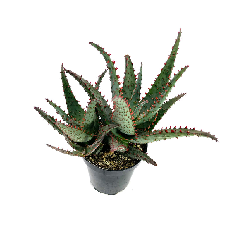 Aloe Blue Castilloniae | Aloe Castilloniae Hybrid – Lazy Gardens