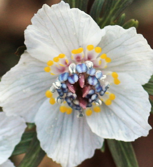 セツブンソウ（節分草）の花言葉と誕生花－花の持つ言葉
