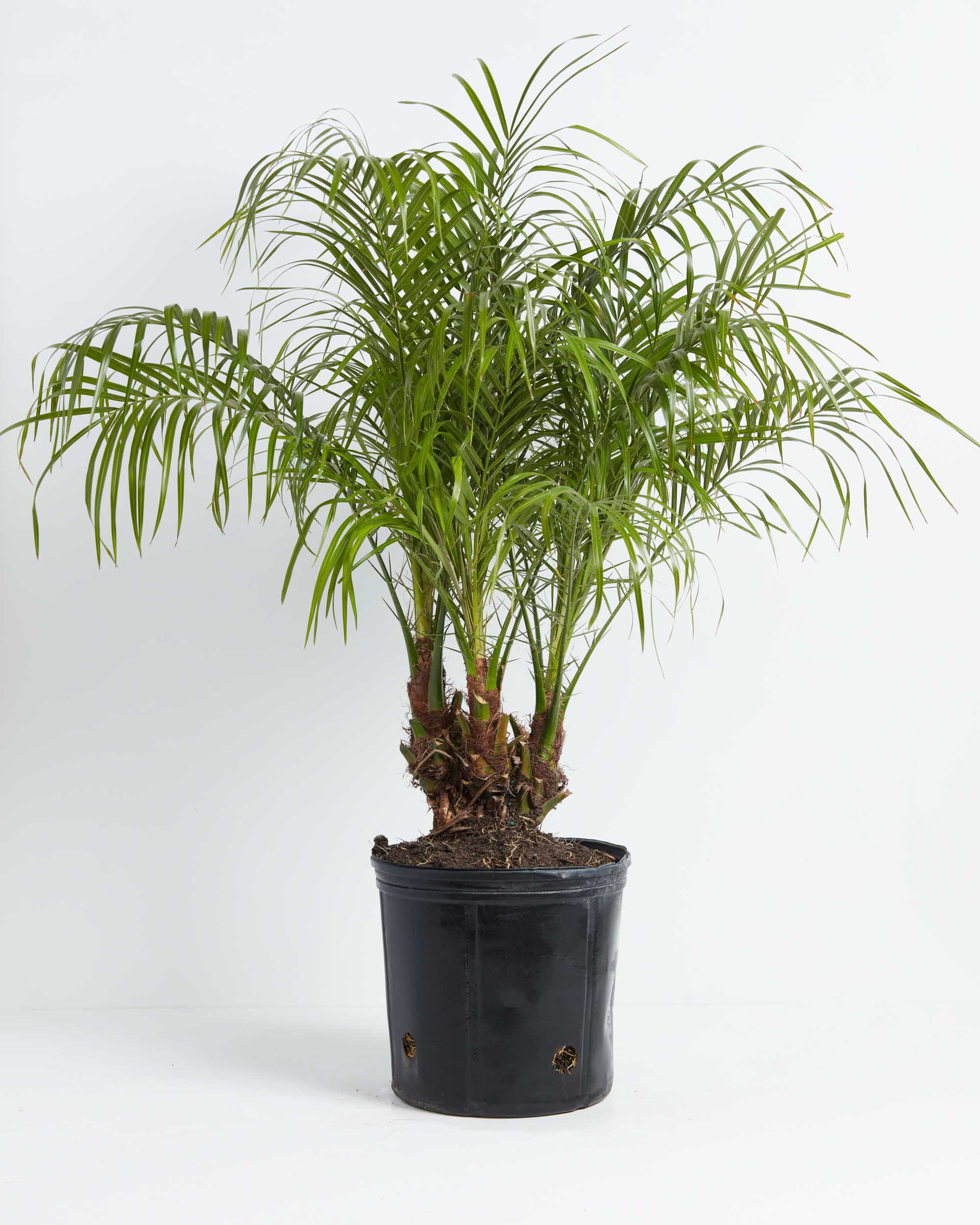 Pygmy Date Palm | Palm Trees | Lively Root