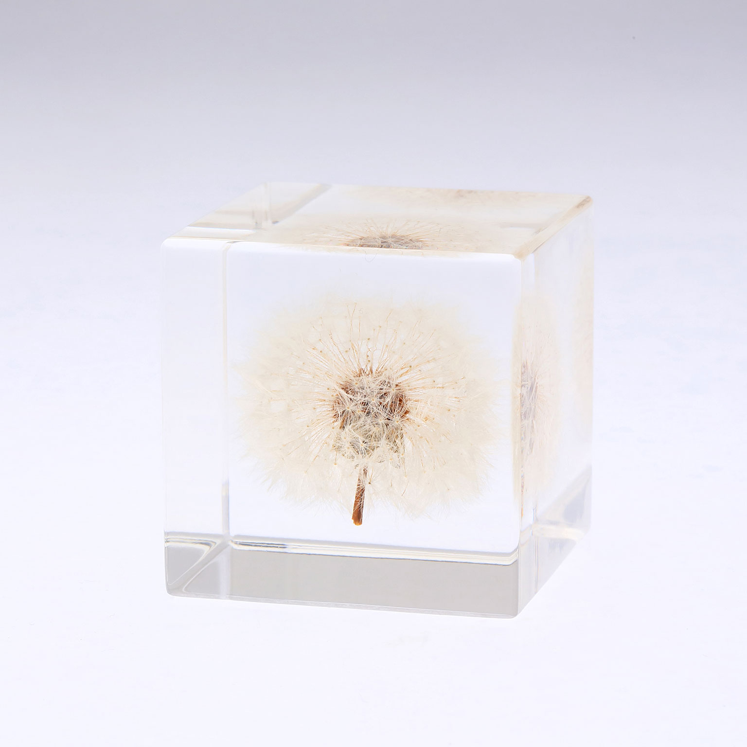 Sola cube（ソラキューブ）カイガラソウ | LIVING MOTIF｜家具