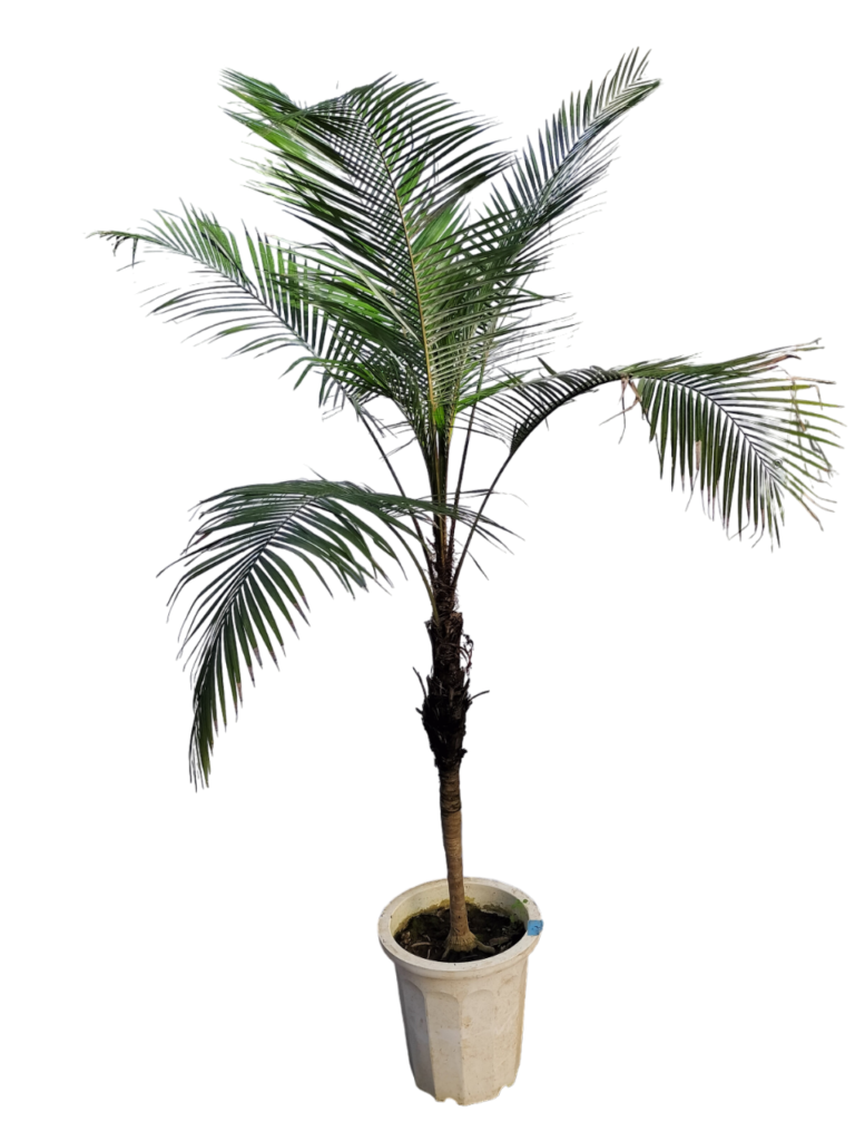 現物商品】ブラジルヒメヤシ 10号サイズ | HITOTOKI by MAKIMO PLANT