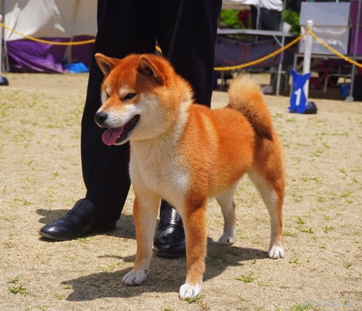 柴犬 オス 赤 2017/05/26生まれ 兵庫県 交配犬ID:1807-b0003 ※⭐️日保