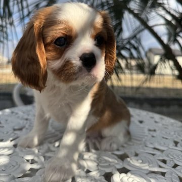 ブレンハイムのキャバリアの子犬を探す｜ブリーダー直販の子犬販売