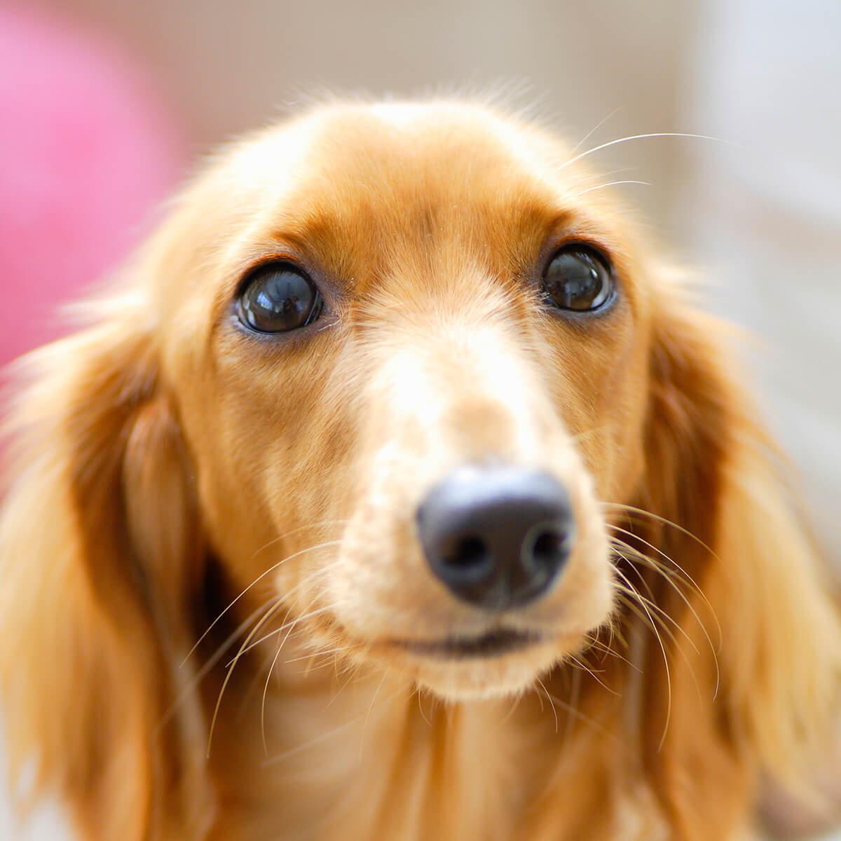ミニチュアダックスフンドのレッド系の子犬を探す｜ブリーダー直販の