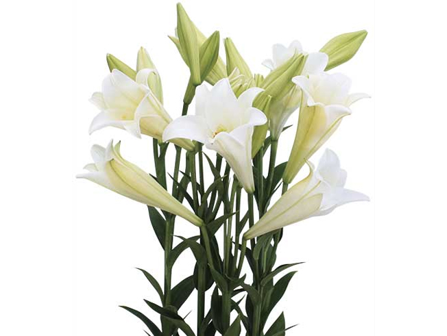 liliun-1.jpg