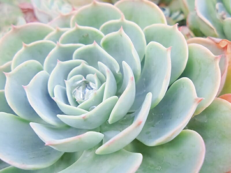 多肉植物・七福神 置き場所や水やり・ふやし方のポイント！ | 農家web