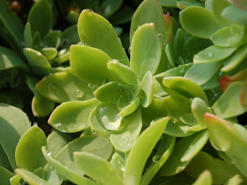 多肉植物 薄化粧 育て方の基本やふやし方 | 農家web