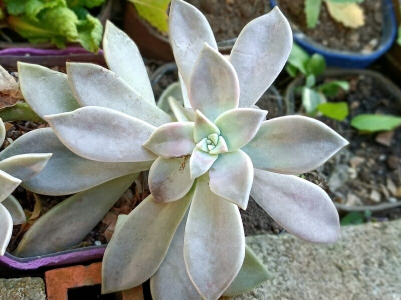 多肉植物・朧月（おぼろつき）の育て方・増やし方 | 農家web