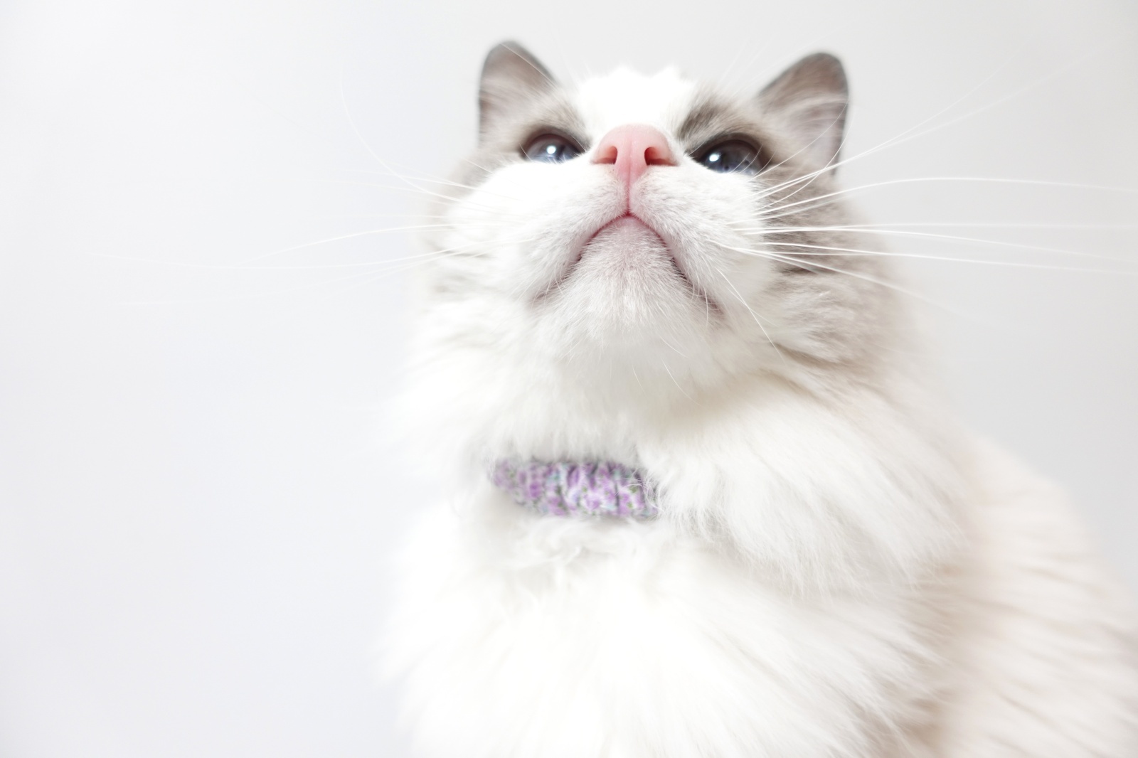 Lサイズ限定商品/だるま鈴付き/セイフティーバックル付きシュシュ猫