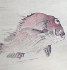 中村左洲/Web書画ミュージアム/長良川画廊