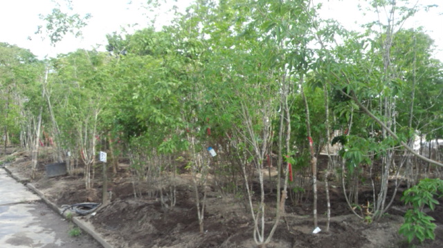 植木入荷情報 〜山取り樹木入荷〜 | 株式会社 中西園材