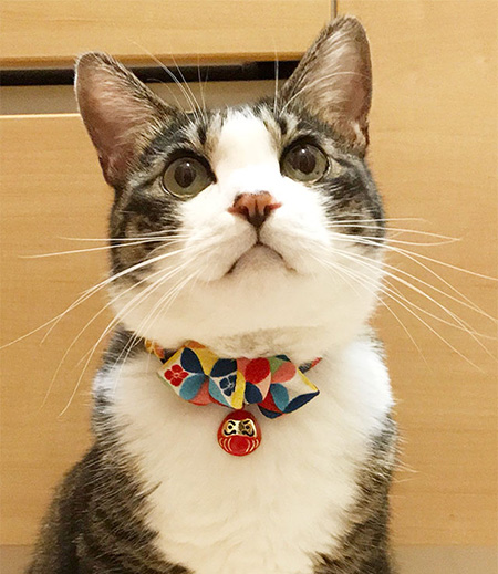 猫用首輪（だるま）（カラー／だるま） アモワークス浅草安立屋-商品