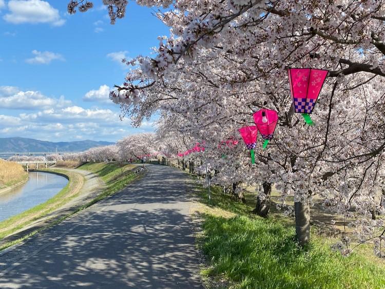 2402sakura_menzuka2.jpg