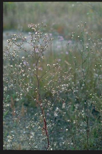 畜産研究部門:写真で見る外来雑草:ヒロハホウキギク | 農研機構