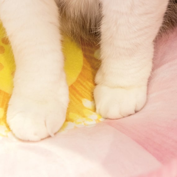 尊い猫さまを拝もう！猫用ベッド「蓮の花にゃんこクッション」が完成
