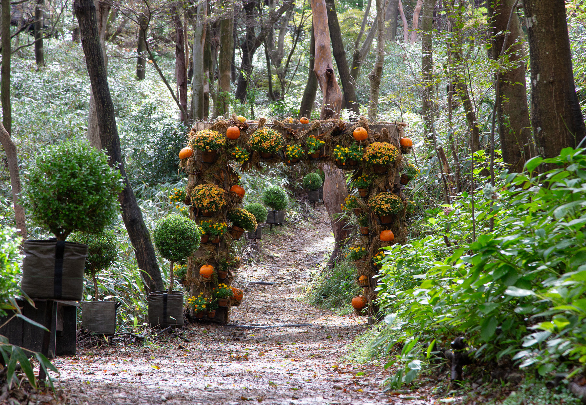箱根 ガーデンズに今年もハロウィンの季節がやってきました！｜Nicolai
