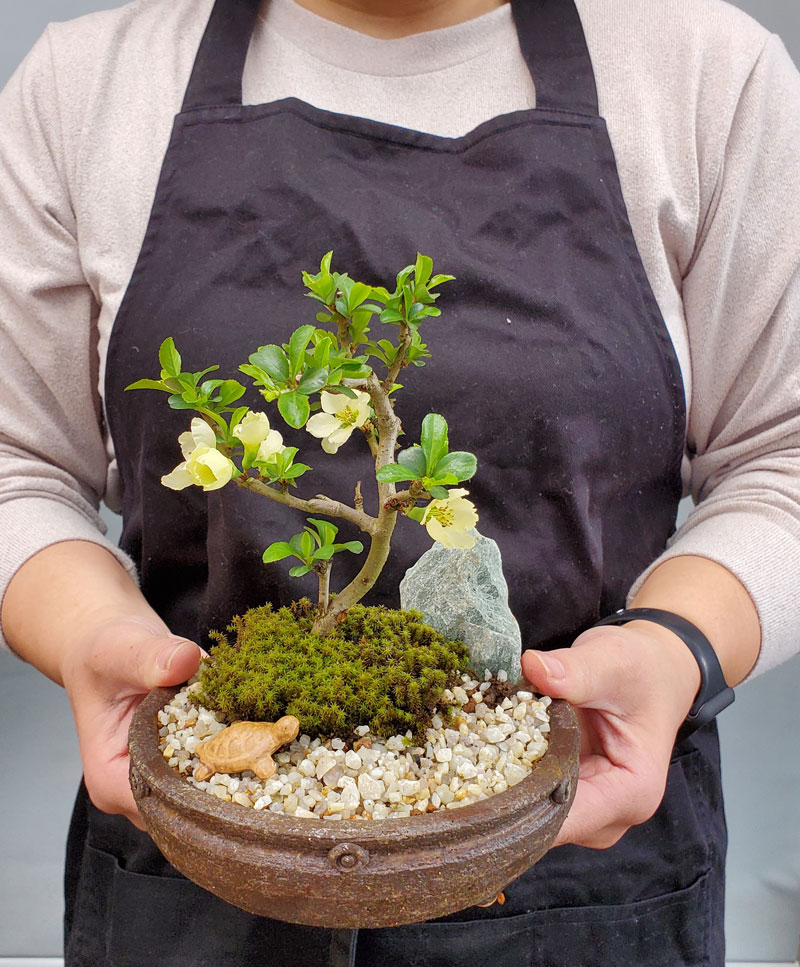 父の日の贈り物に！】【開花時期は3月頃と11月頃。冬は落葉します