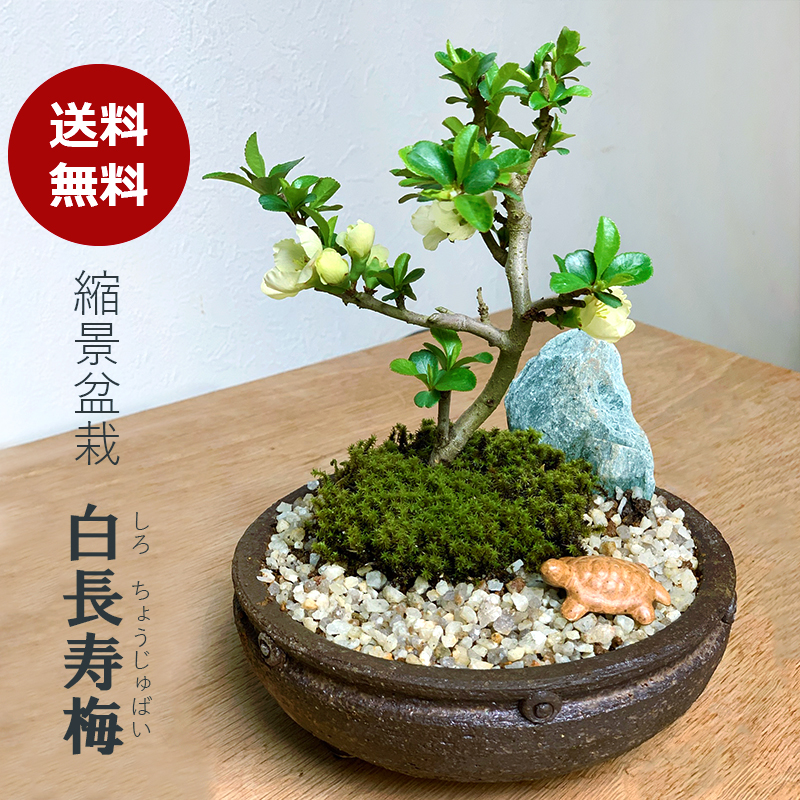 父の日の贈り物に！】【開花時期は3月頃と11月頃。冬は落葉します
