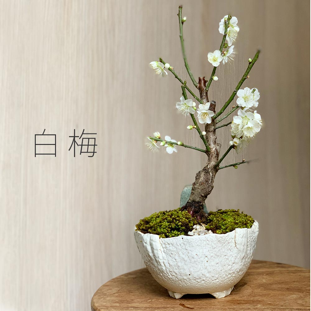 2026年開花終了】送料無料 白梅盆栽 万古白深鉢 盆栽 ぼんさい