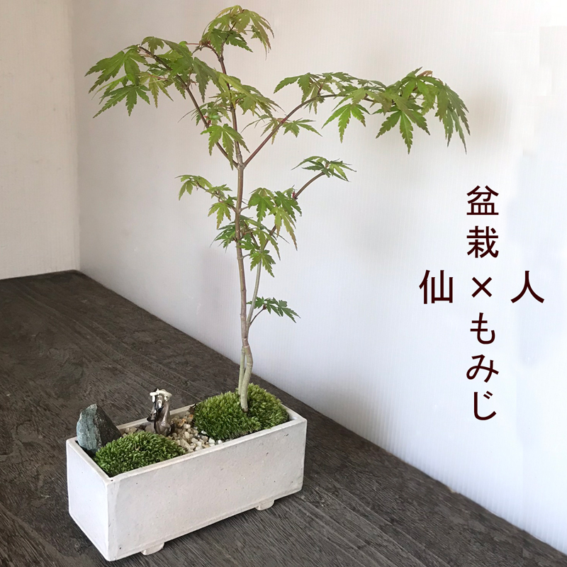 現在落葉中】送料無料！【山紅葉（ヤマモミジ）の縮景盆栽（万古焼長