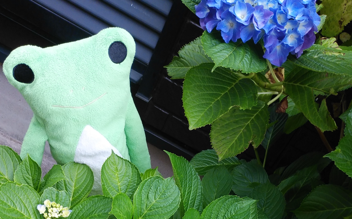紫陽花とカエルと松葉菊 - ブログ