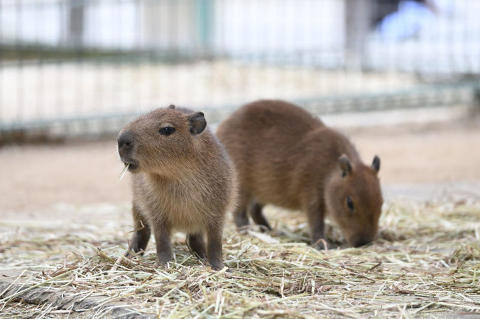 8月に生まれたカピバラの赤ちゃん。「小さくてかわいい」と来場者の