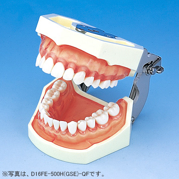 SRP用顎模型 [D16HD-500H(GSE)-MF](咬合器なし)｜株式会社ニッシン