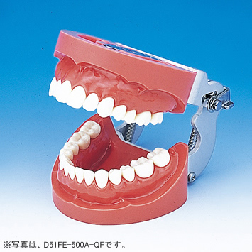 2色レジン製顎模型 [D51-500A-QF](咬合器なし)｜株式会社ニッシン
