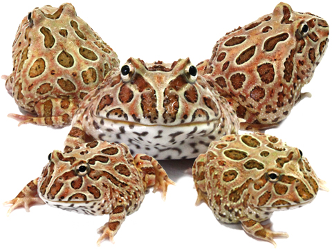 ツノガエルをはじめとする飼育から販売 HerptileFarm NUANCE