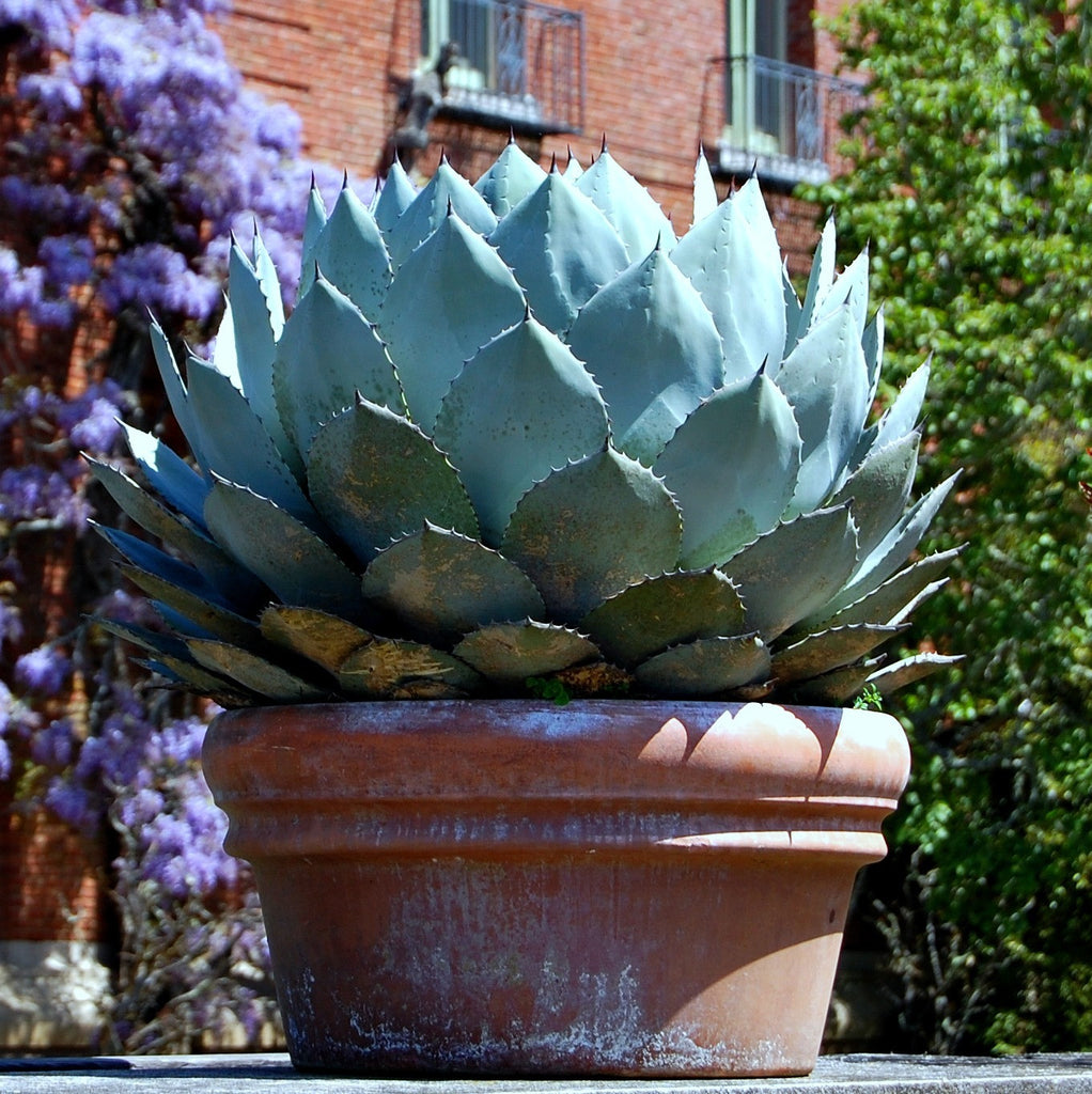 Agave parryi - Artichoke Agave – Smart Seeds Emporium