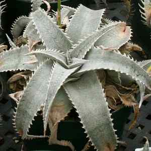 Dyckia marnier-lapostollei at San Marcos Growers