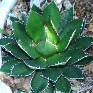 Agave horrida at San Marcos Growers
