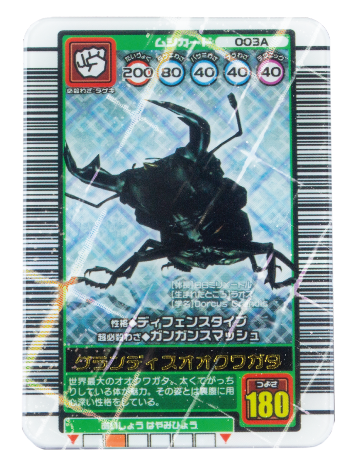 img_grandis.png