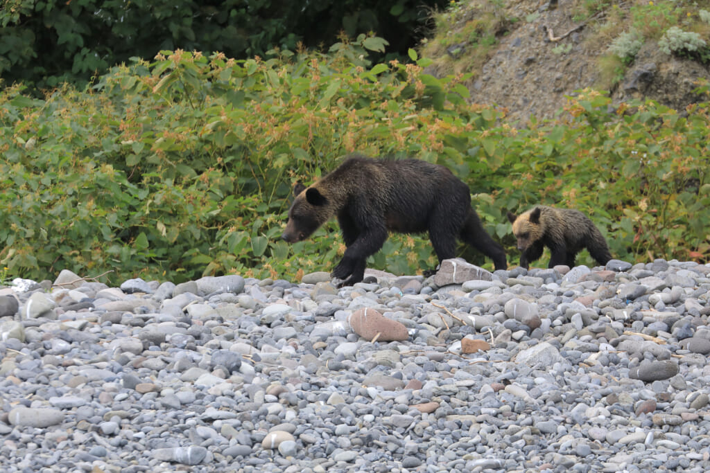山中でもしもクマに出遭ってしまったら？ そのときの心構えだけは