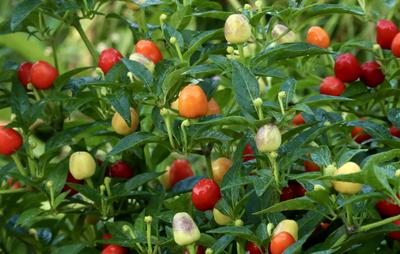 Sally's Hot Pepper