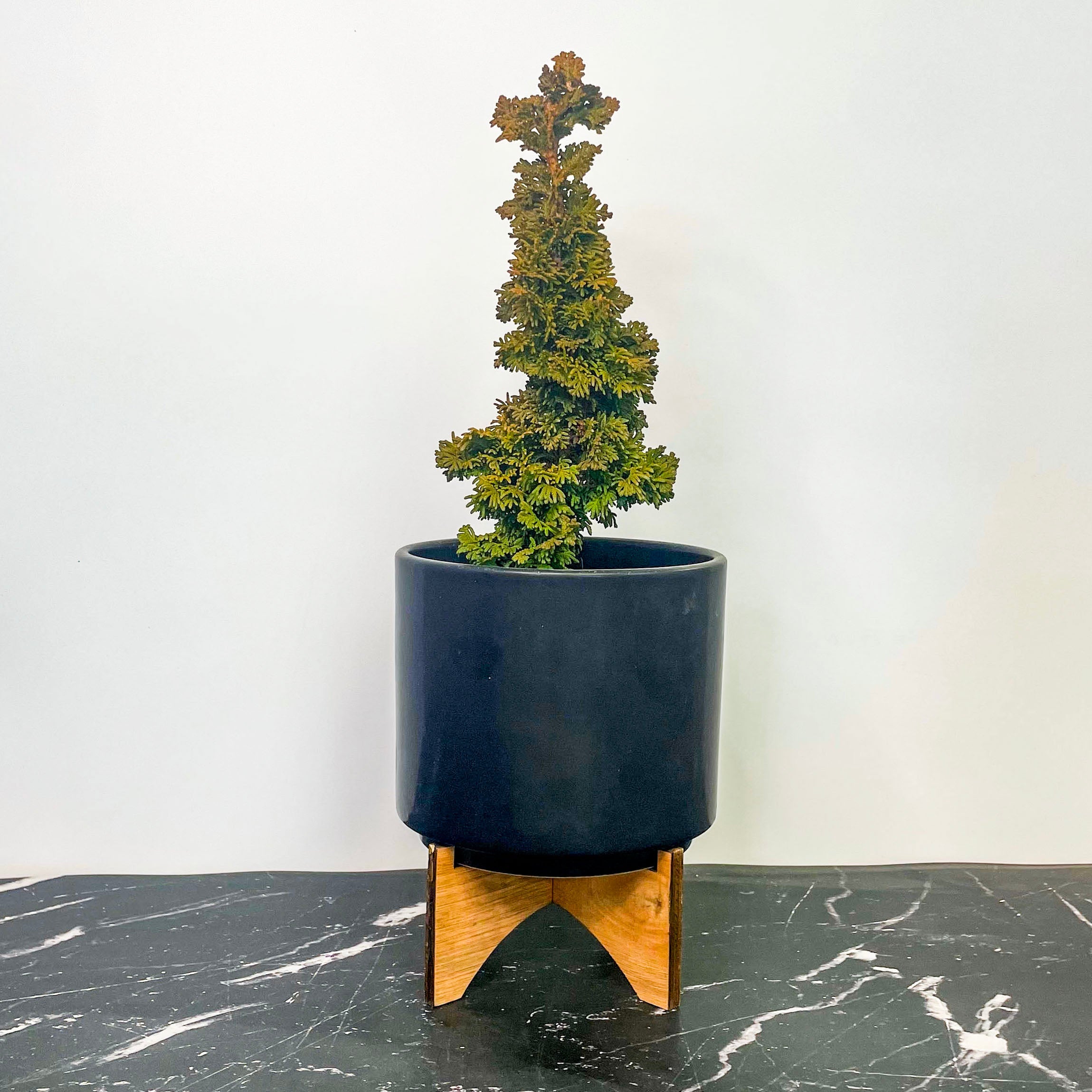 Primo Arborvitae - Live Bonsai Starter, 4” Grower's Pot – Southern