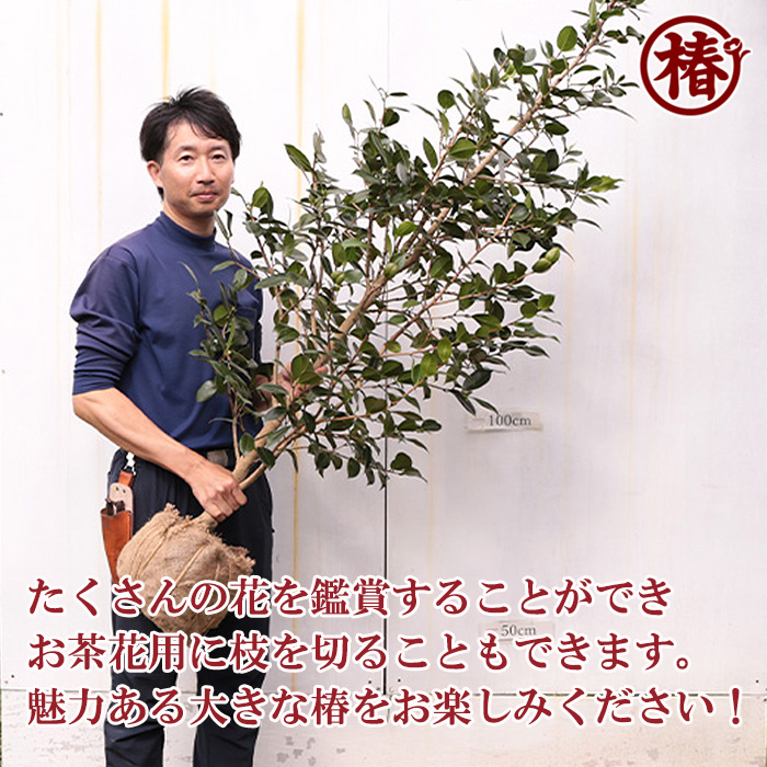 椿園オンラインショップ / 紅卜伴・べにぼくはん