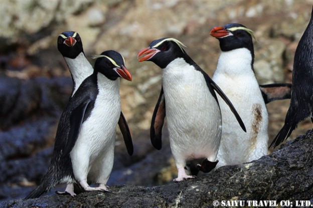 Snares Islands Crested Penguin | ワイルドライフ Wildlife ～世界の