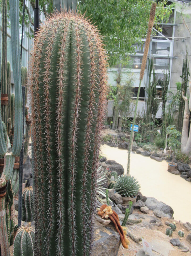 ベンケイチュウ（弁慶柱） | 大阪の植物園-咲くやこの花館－