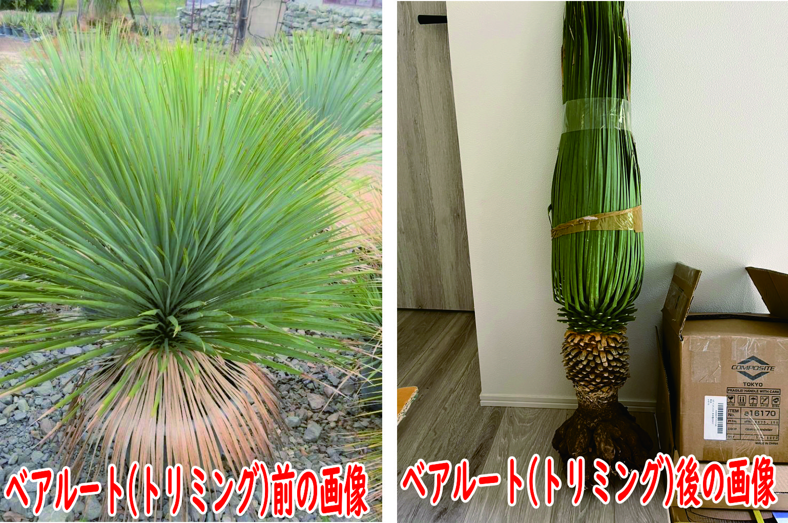 Samurai Green Thailand / ユッカ ロストラータ ブルーサンダー