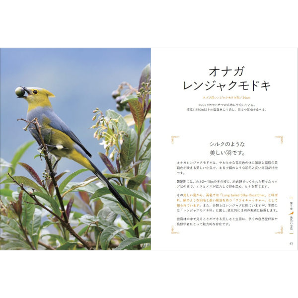WS 結界の主小鳥+森の結界 各4枚セット WS 結界の主小鳥+森の結界 各4
