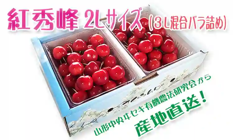 さくらんぼ 佐藤錦 通販 糖度33度以上の実績 山形中央ヰセキ有機農法研究会