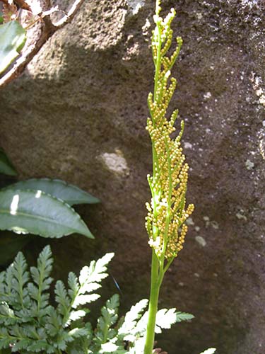 フユノハナワラビ（冬花蕨）の育て方｜礼文島のヒメハナワラビ（姫花蕨