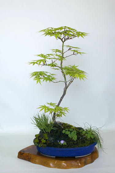 2010年春の山野草の寄せ植え、草物盆栽、鉢植え - 山野草を育てる