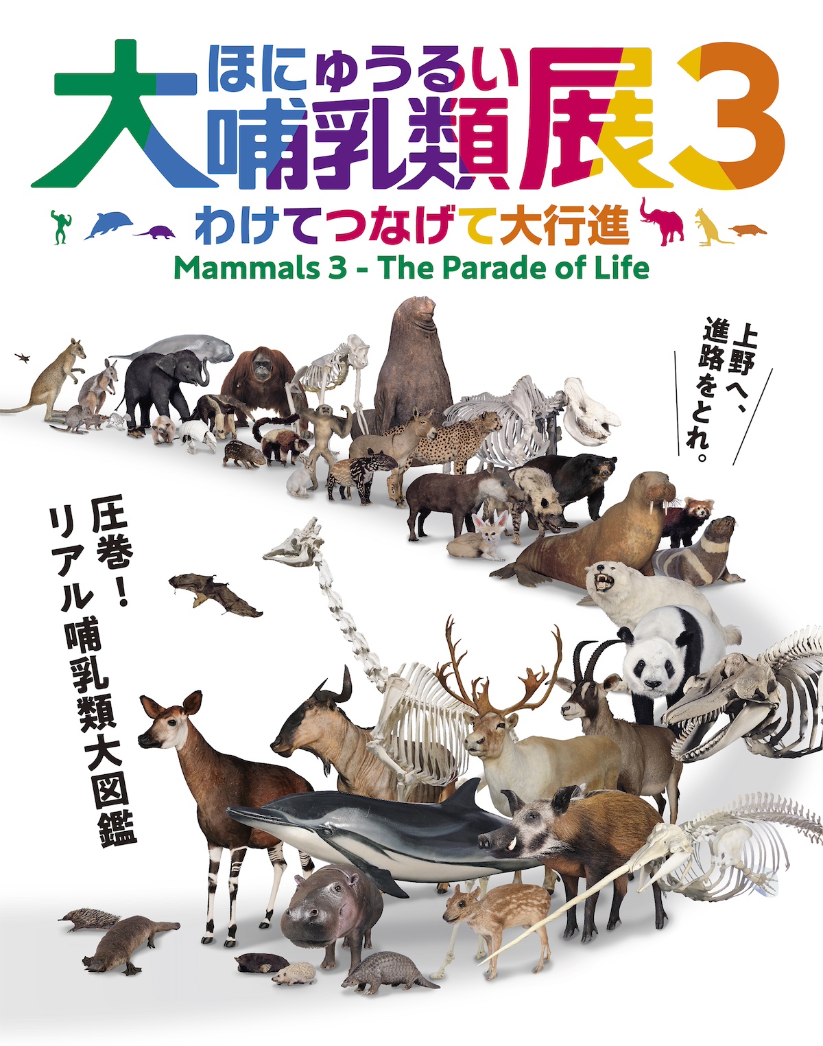 特別展「大哺乳類展3」2024年3月より開催 — 今回のテーマは分類と系統