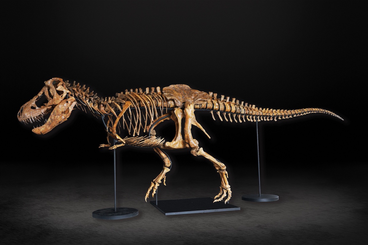 ティラノサウルス“タイソン”全身骨格が特別展「恐竜博2023」で世界初